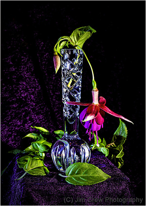 Fuscia